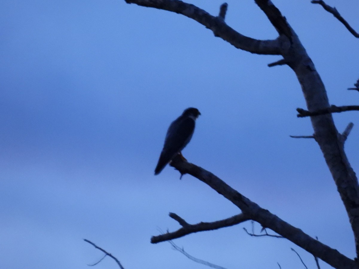 sokol stěhovavý - ML644771228