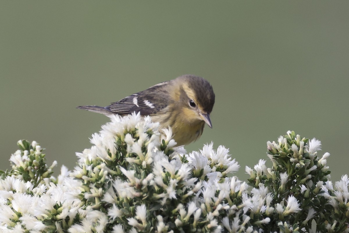 Blackburnian Warbler - ML644771234