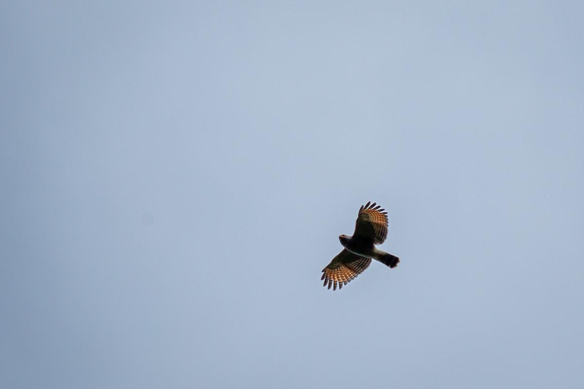 káně krahujová - ML644771266