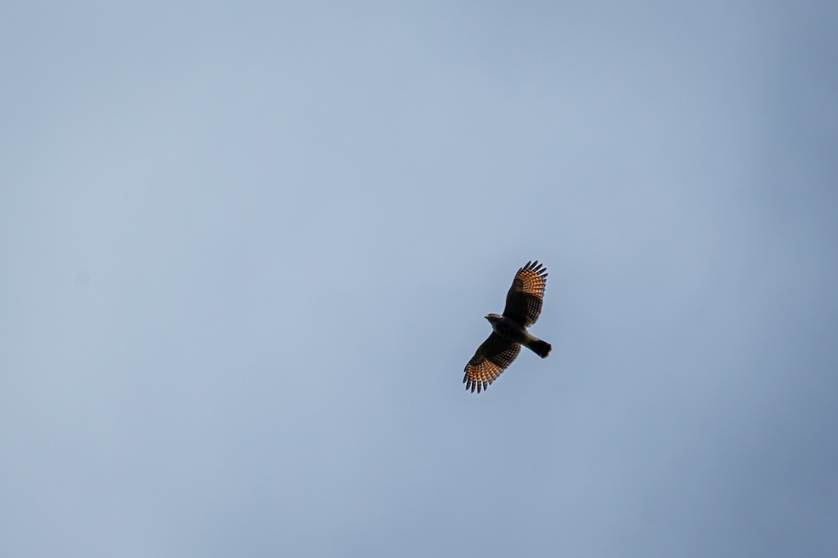 káně krahujová - ML644771267