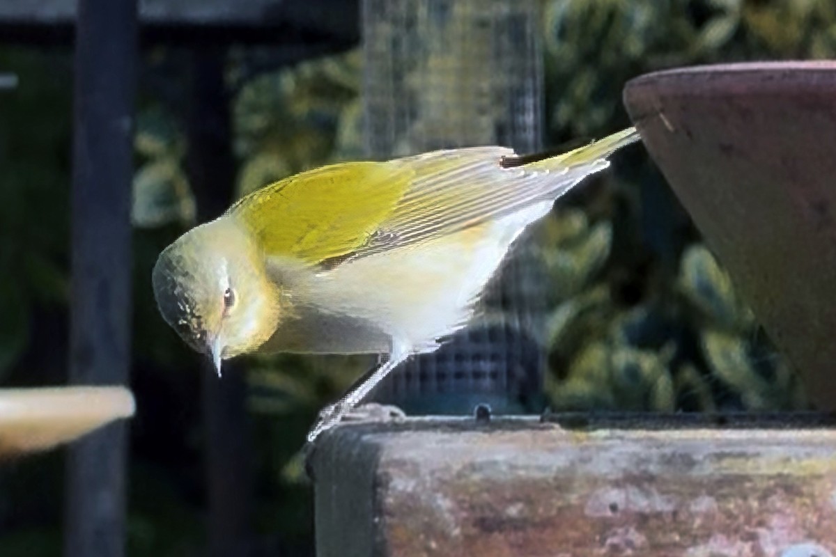 Tennessee Warbler - ML644771289