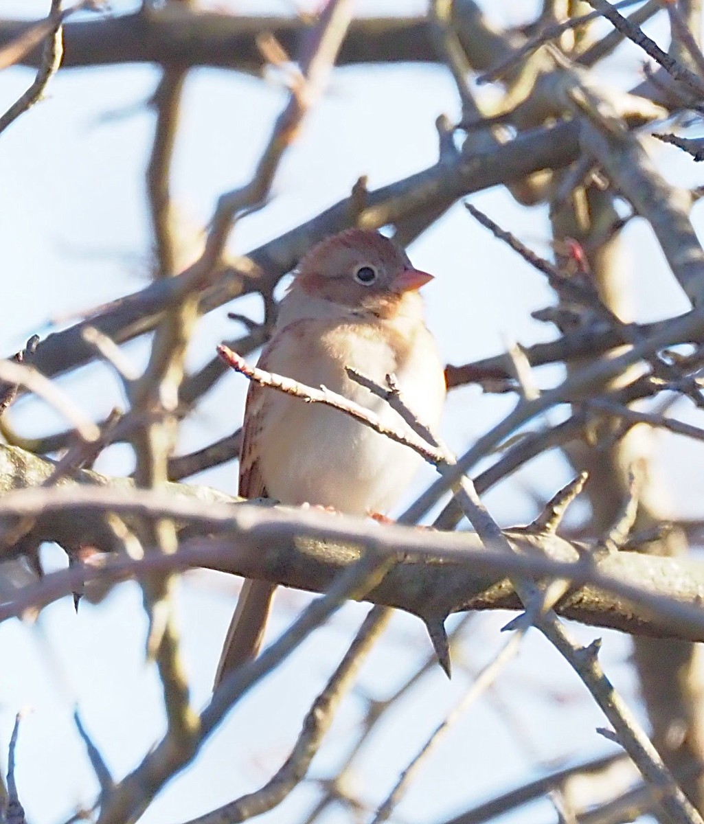 Field Sparrow - ML644771296