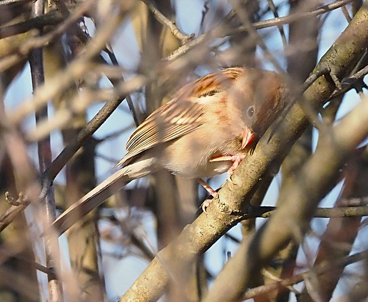 Field Sparrow - ML644771297