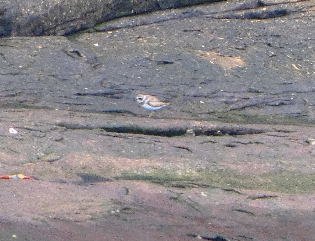 Semipalmated Plover - ML644771328