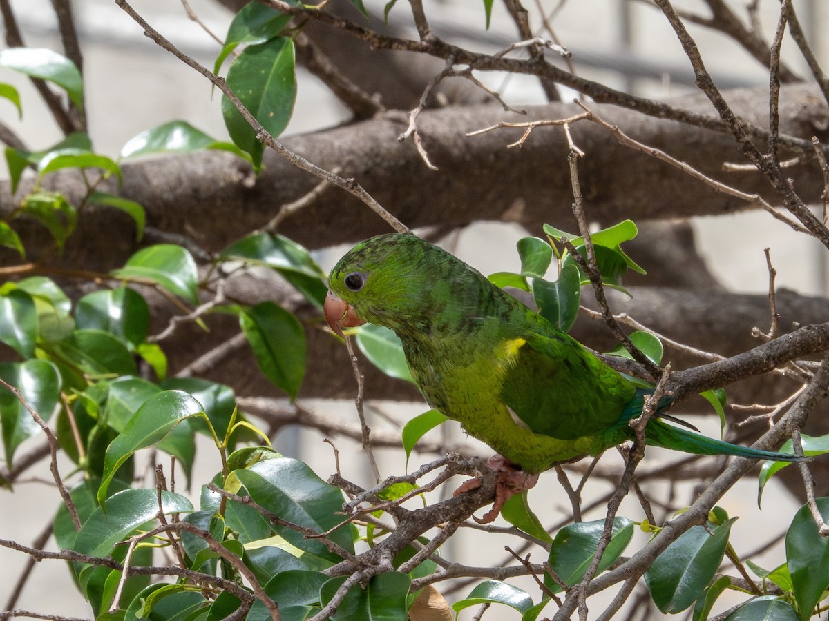 オナガミドリインコ - ML644771344