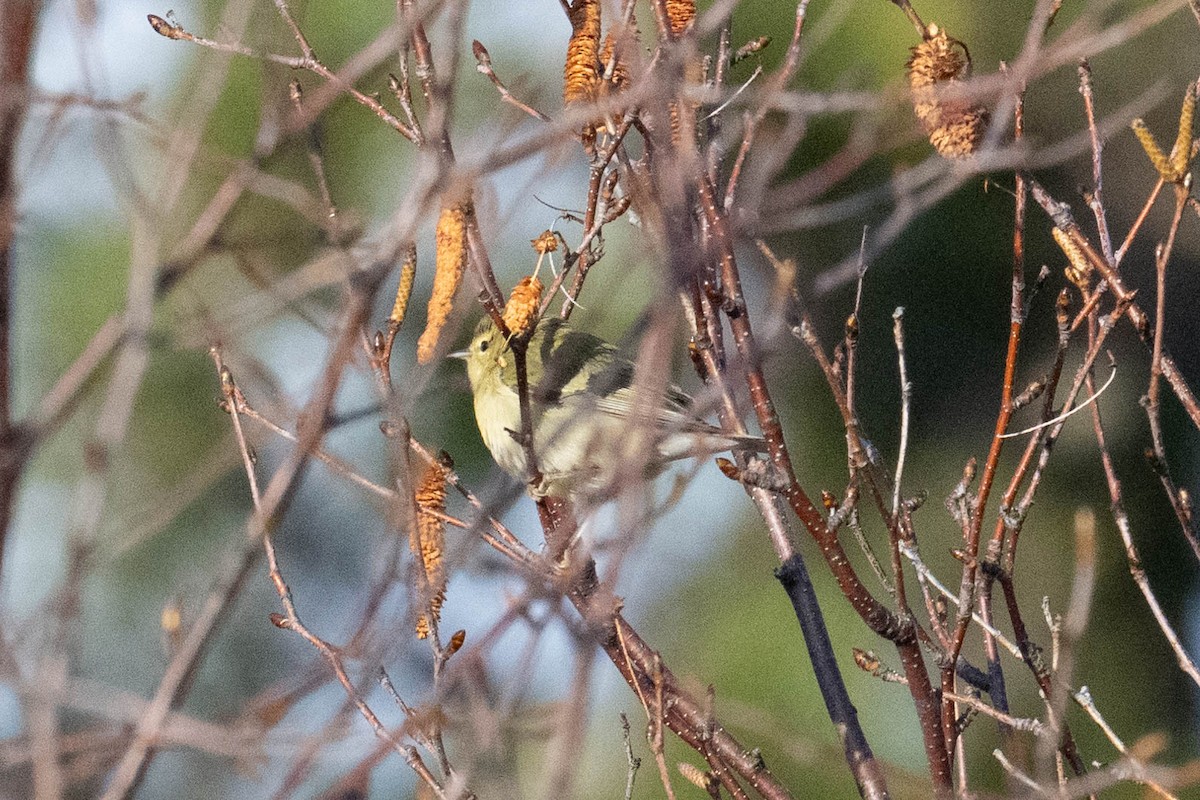 Tennessee Warbler - ML644771352