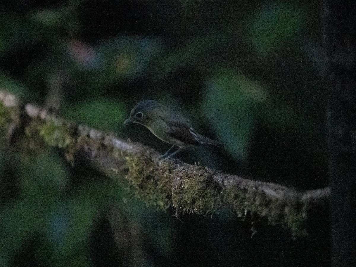 Barred Becard - ML644771356