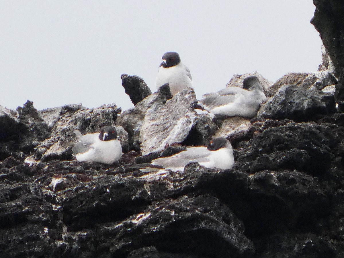 Swallow-tailed Gull - ML644771362