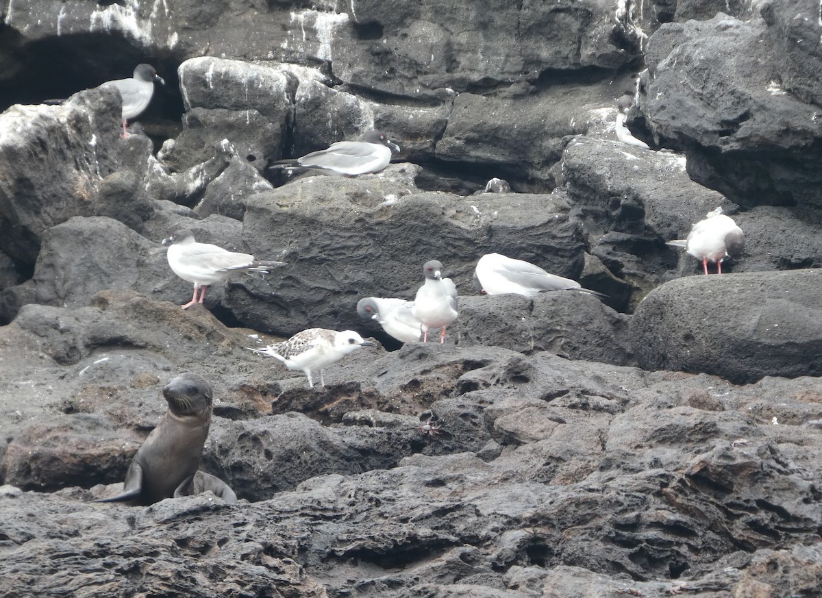 Swallow-tailed Gull - ML644771368
