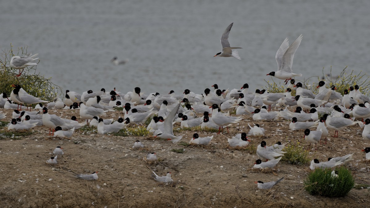 racek černohlavý - ML644771404