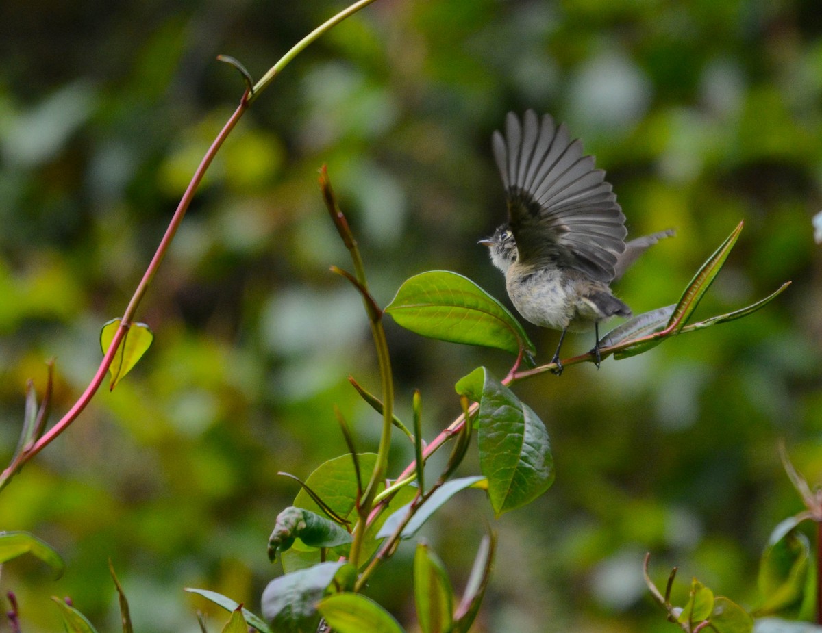 Black-capped Flycatcher - ML644771423