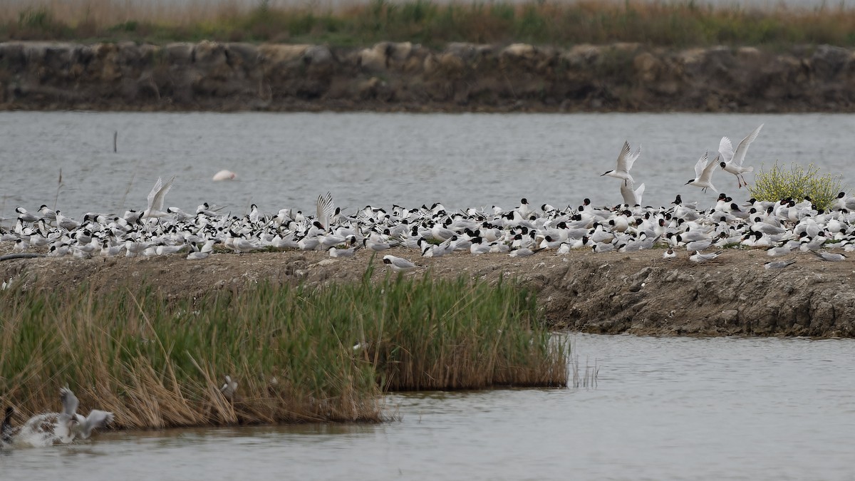 racek černohlavý - ML644771426