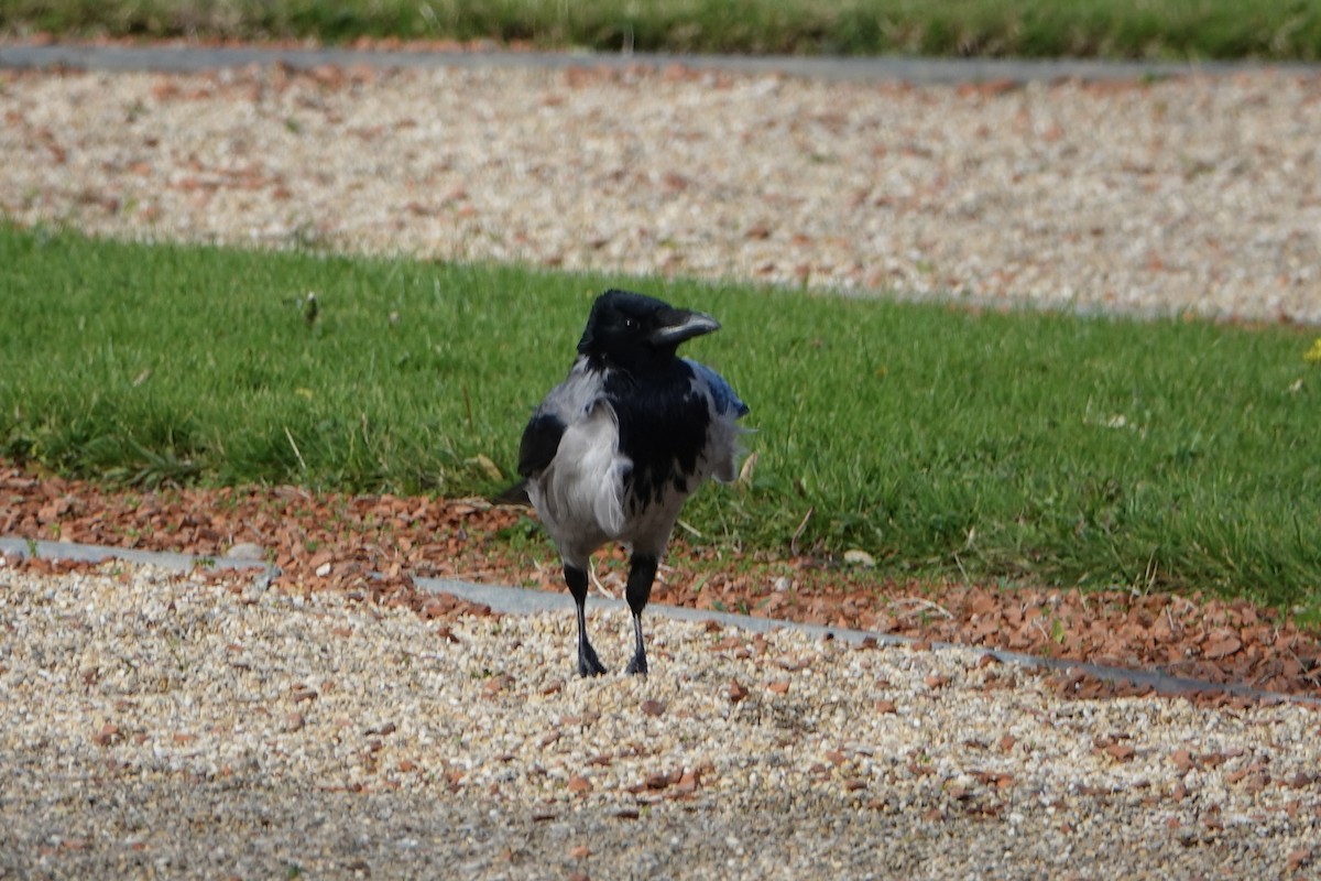 Leş Kargası - ML644771432