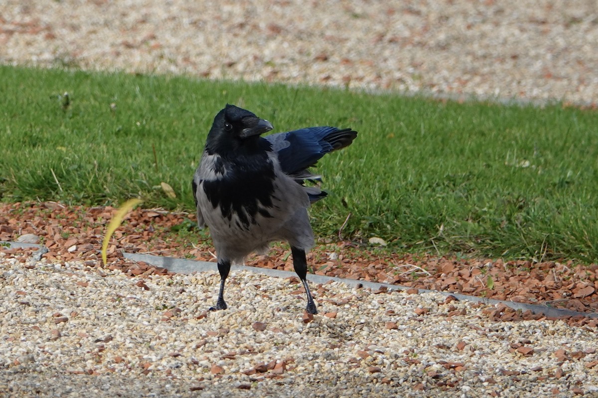 Leş Kargası - ML644771433