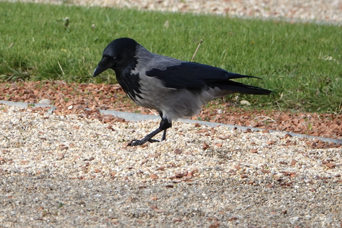 Leş Kargası - ML644771434