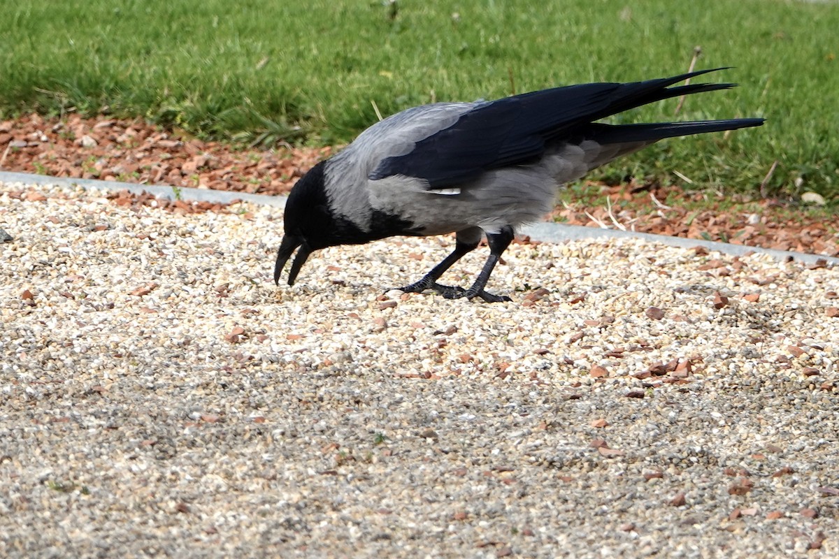 Leş Kargası - ML644771435