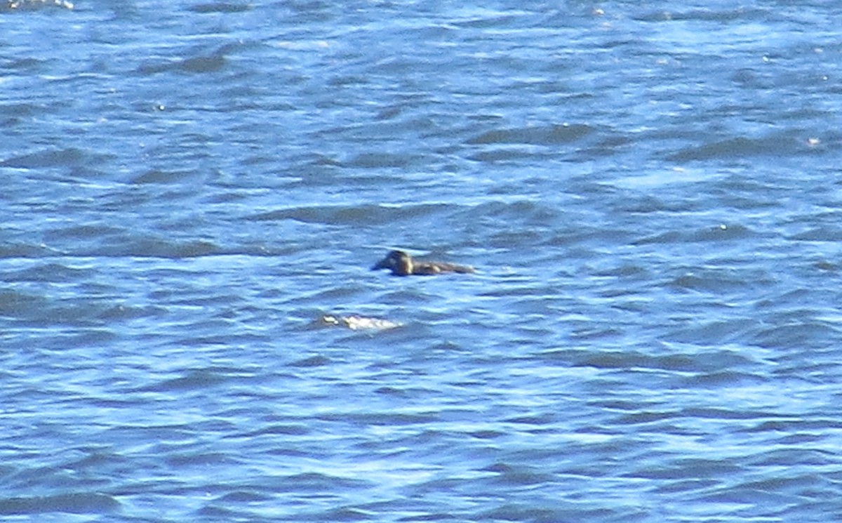 brilleand - ML644771439