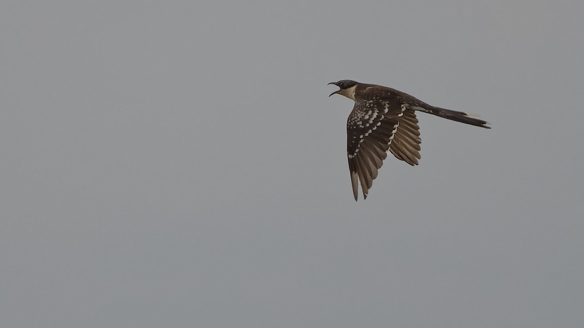 Great Spotted Cuckoo - ML644771471