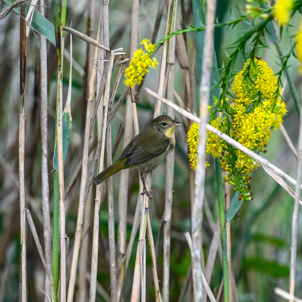 Common Yellowthroat - ML644771478
