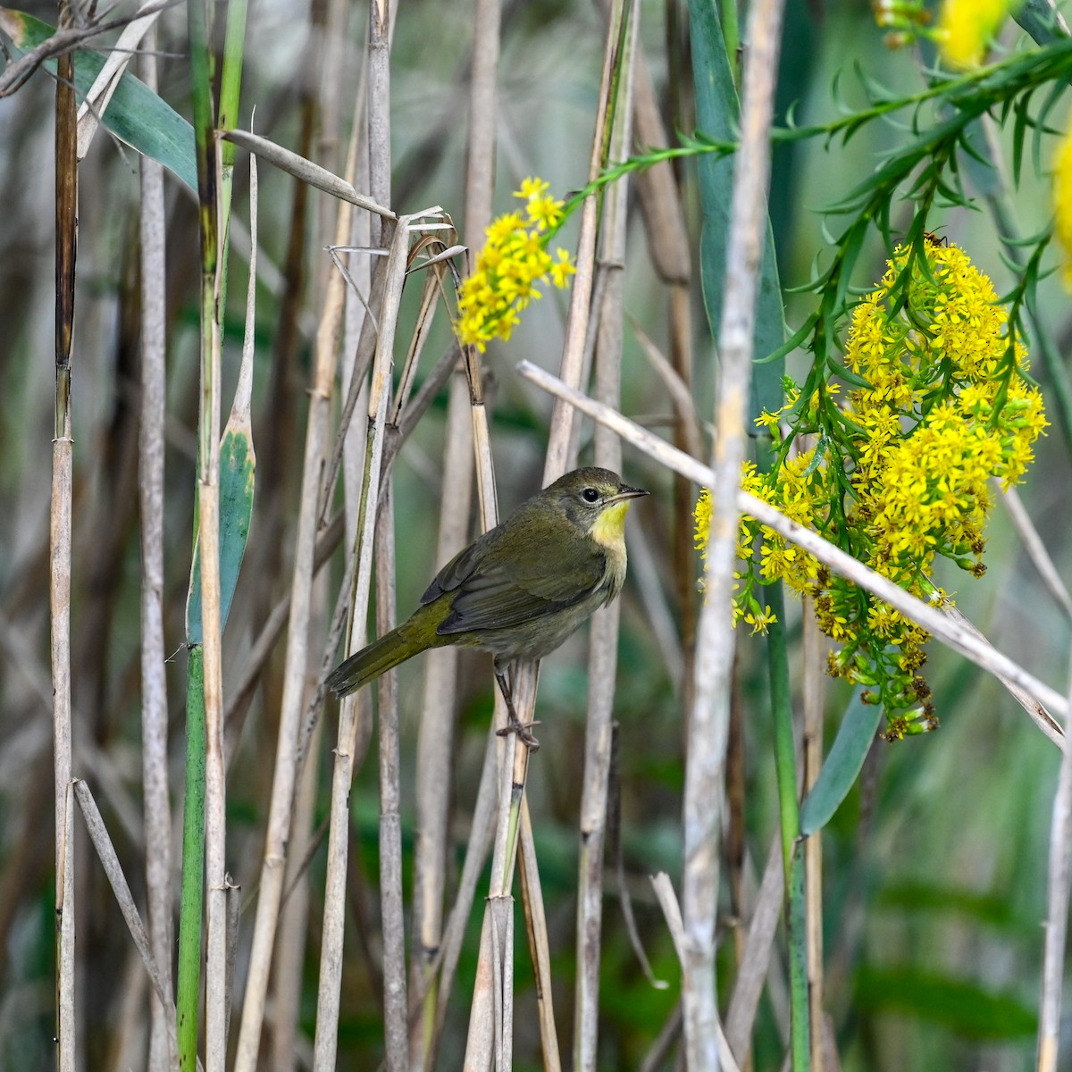 Common Yellowthroat - ML644771481