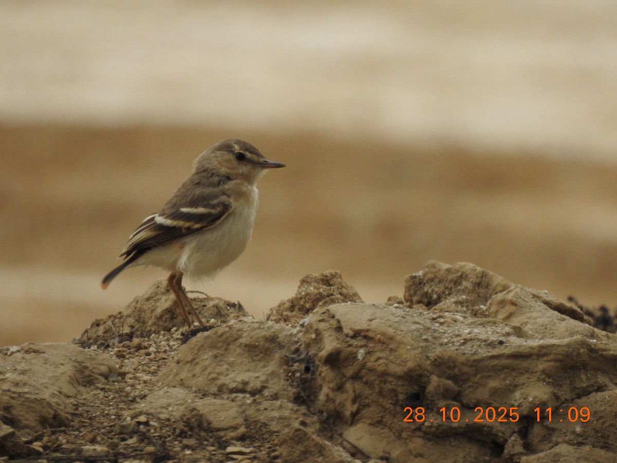 Short-tailed Field Tyrant - ML644771487