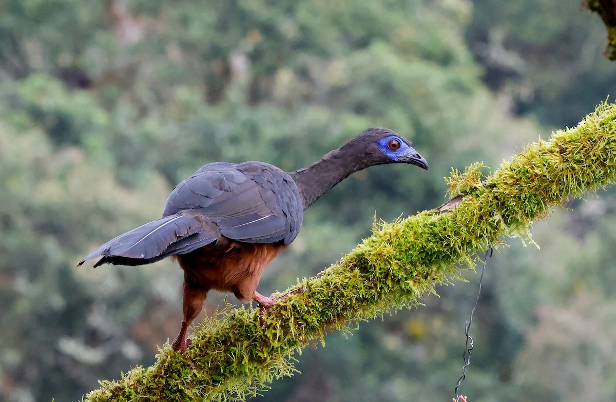 Sickle-winged Guan - ML644771491