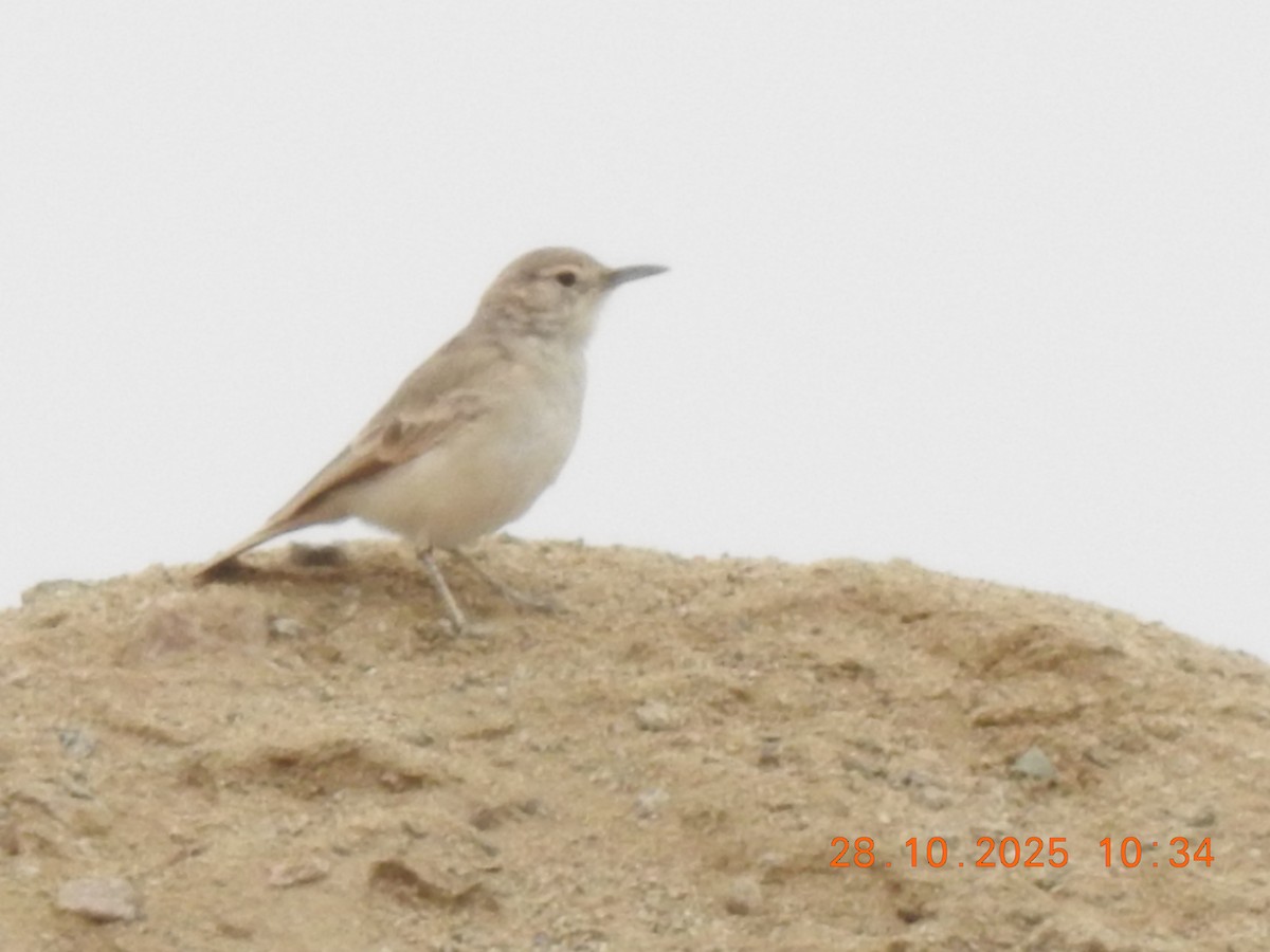 Coastal Miner - ML644771498