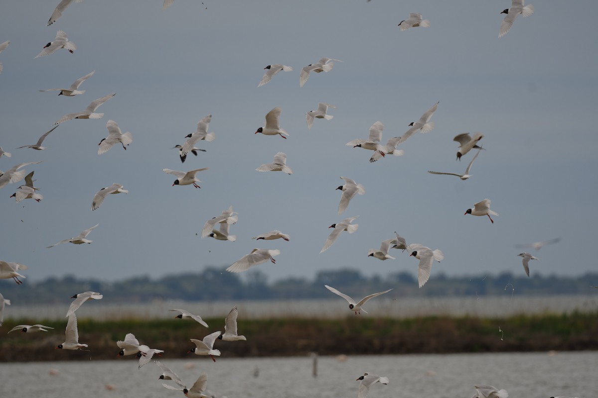 racek černohlavý - ML644771504