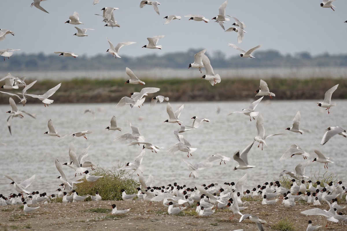 racek černohlavý - ML644771505