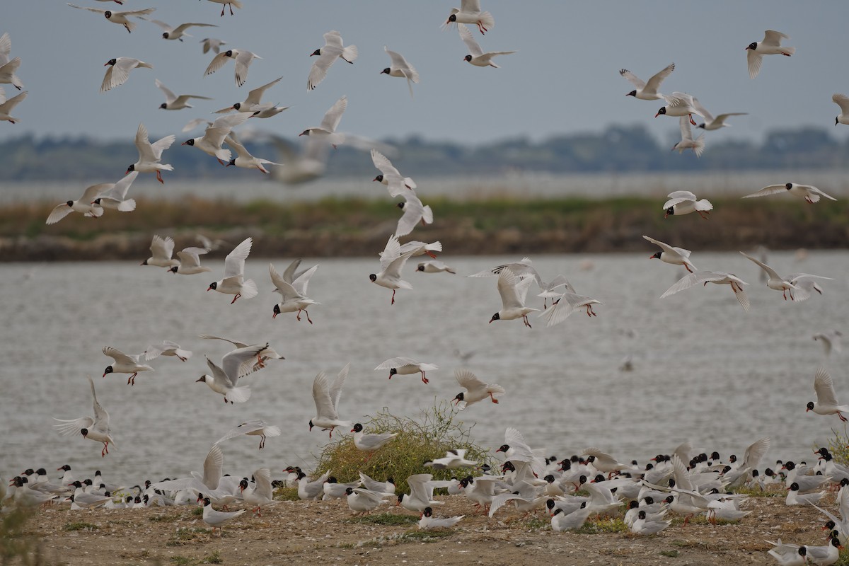 racek černohlavý - ML644771506