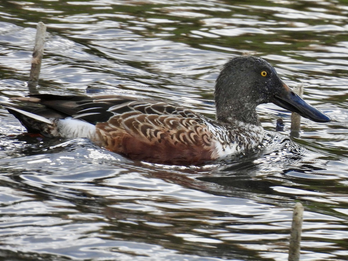 Canard souchet - ML644771510
