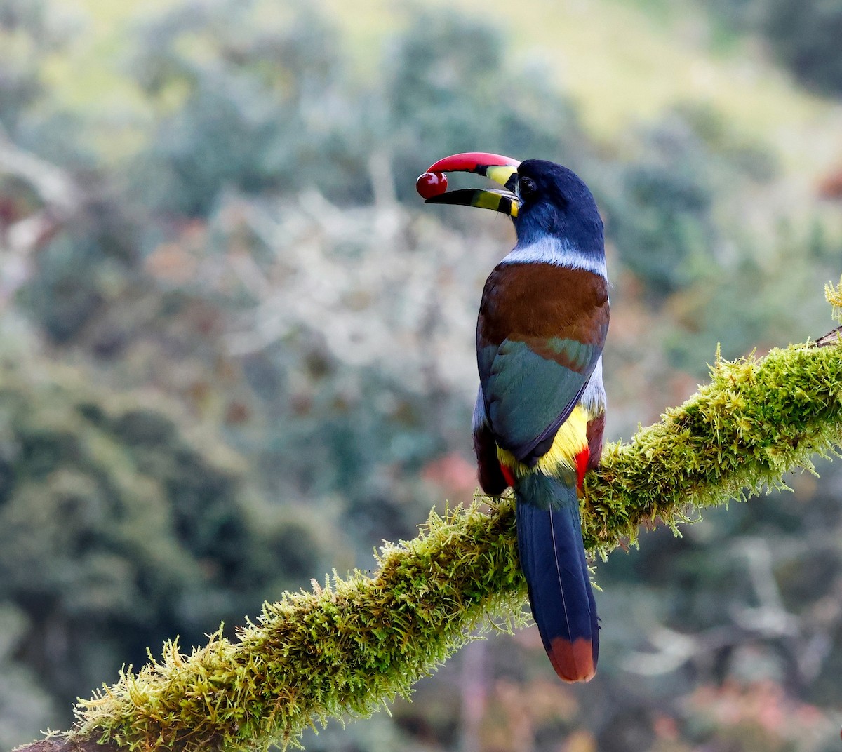 Tucán Pechigrís - ML644771541