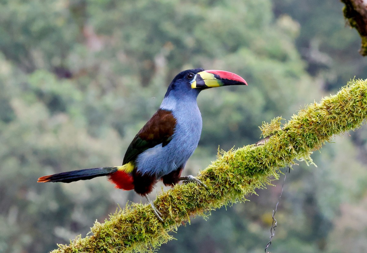 Tucán Pechigrís - ML644771542