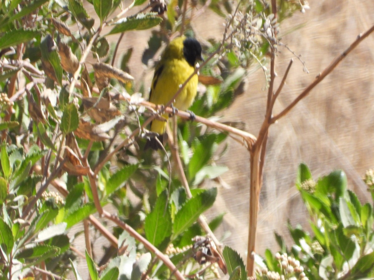 Hooded Siskin - ML644771547