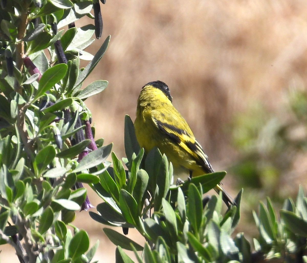 Hooded Siskin - ML644771548