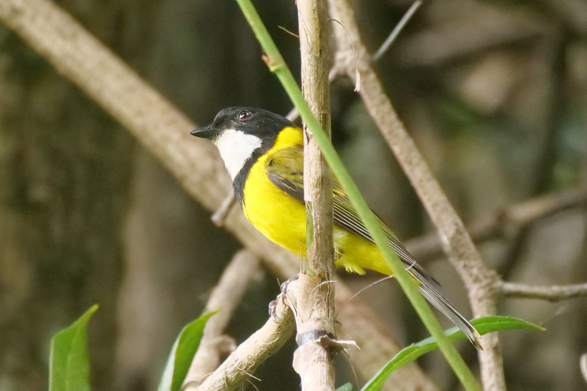 Golden Whistler - ML644771553