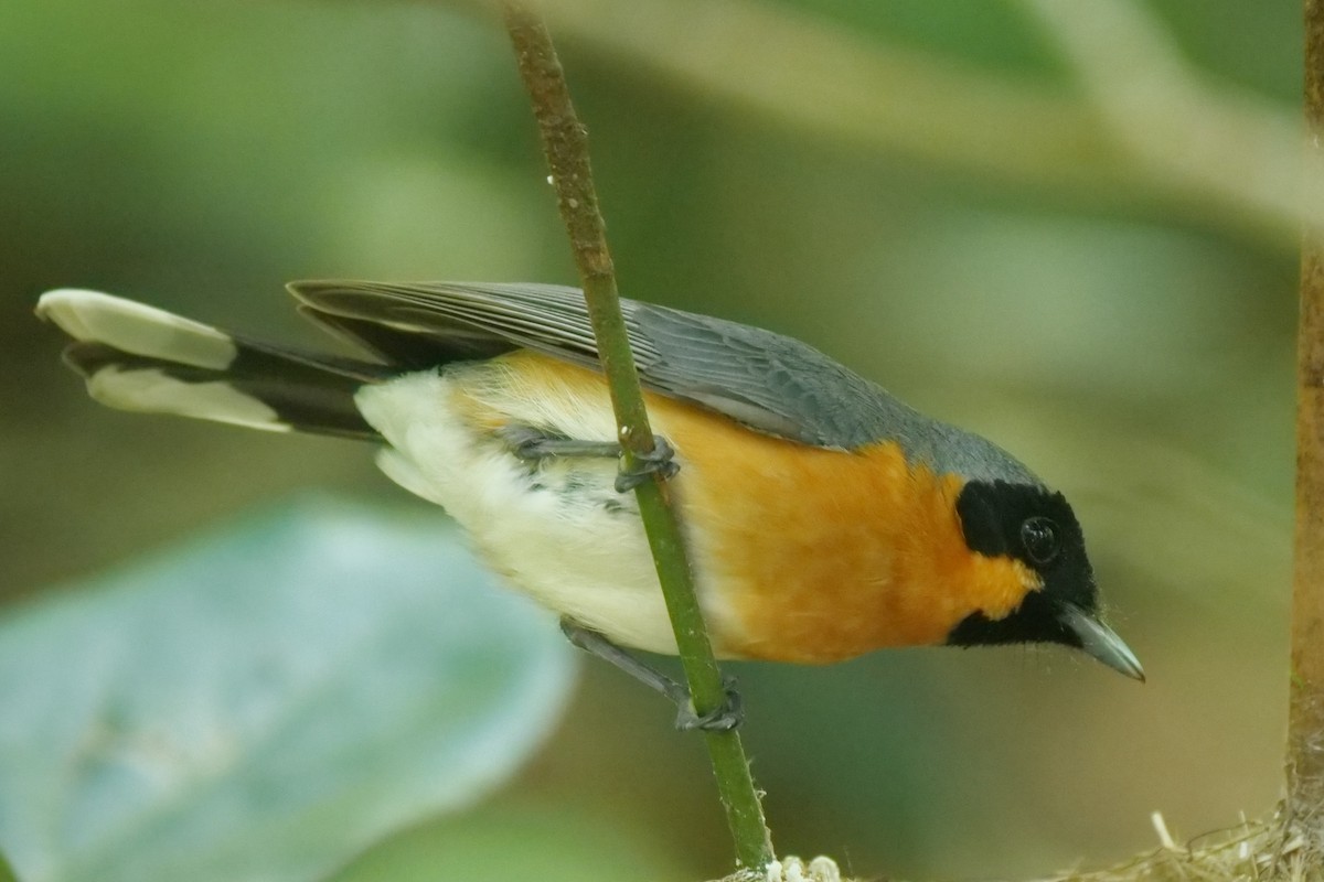 Australian Spectacled Monarch - ML644771566