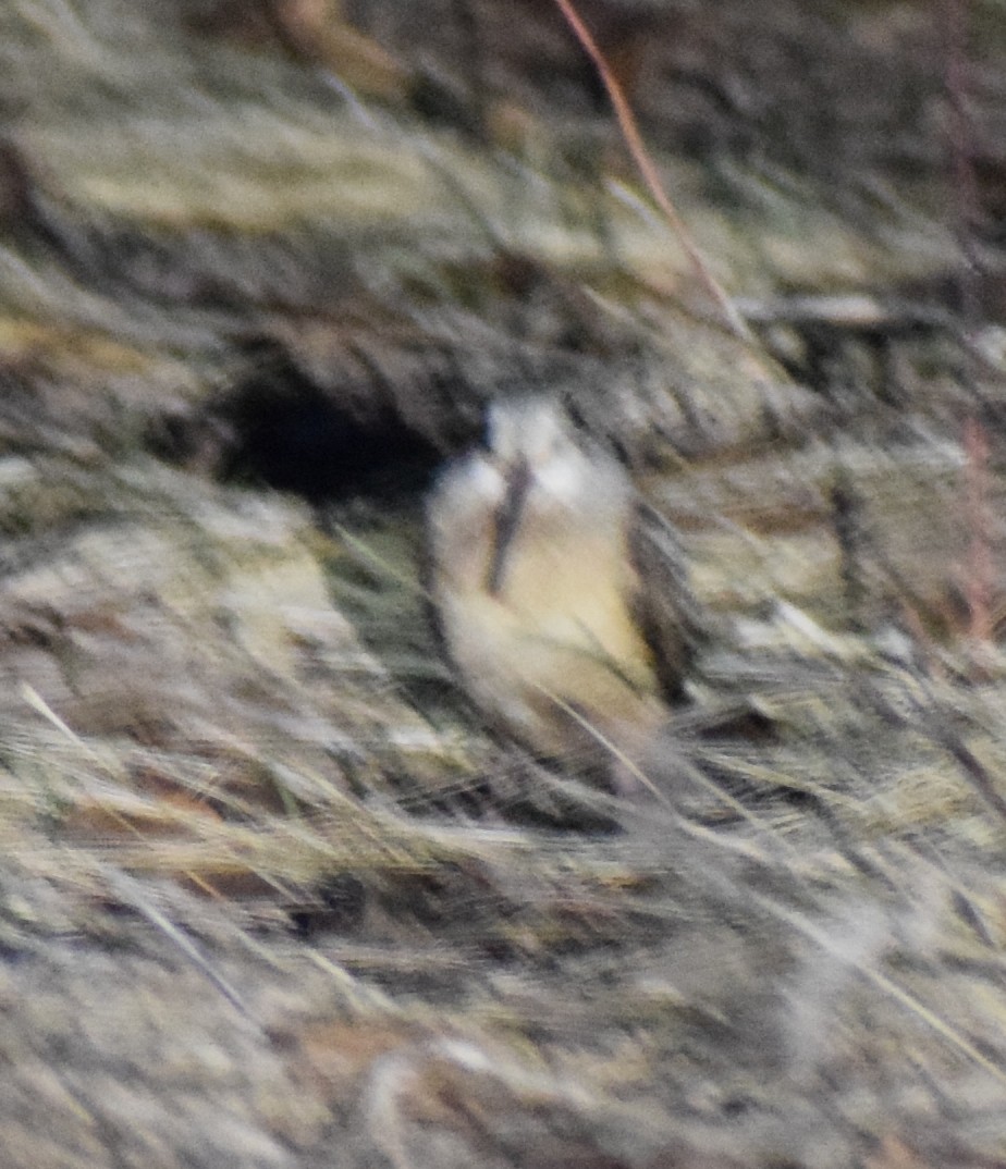 American Woodcock - ML644771567