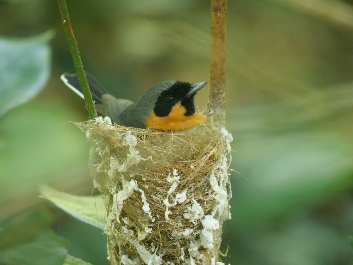 Australian Spectacled Monarch - ML644771568
