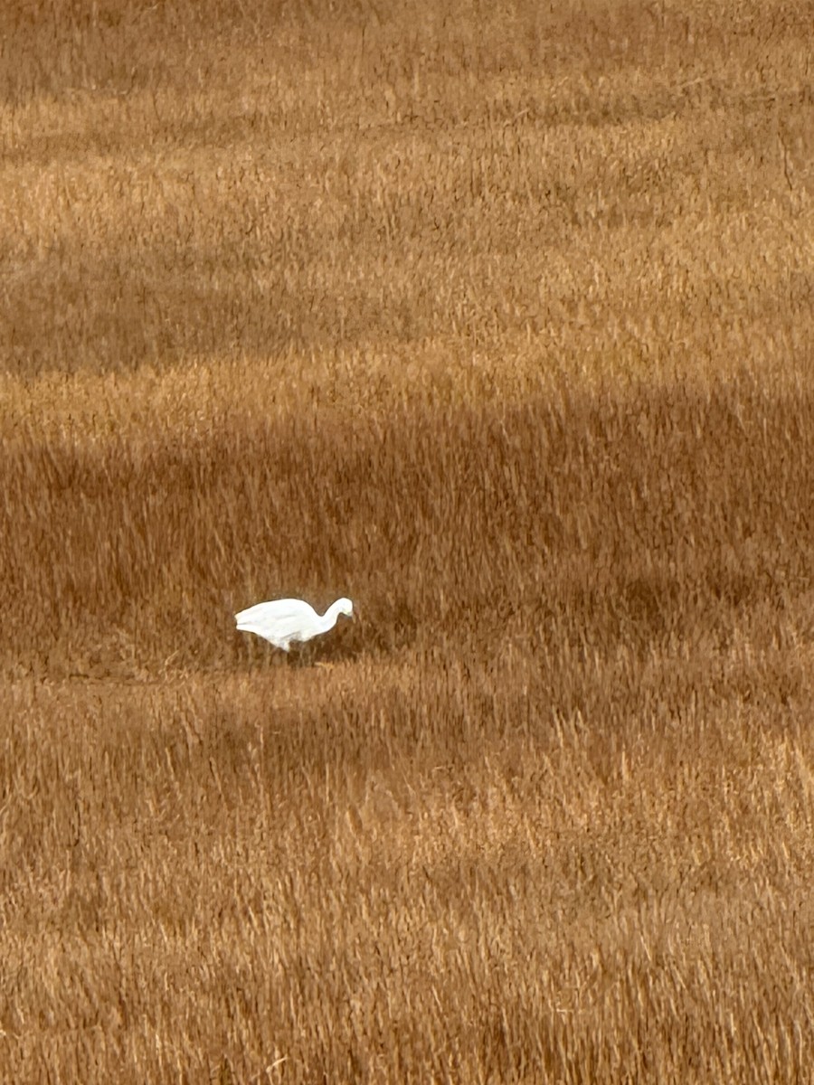 Snowy Egret - ML644771570