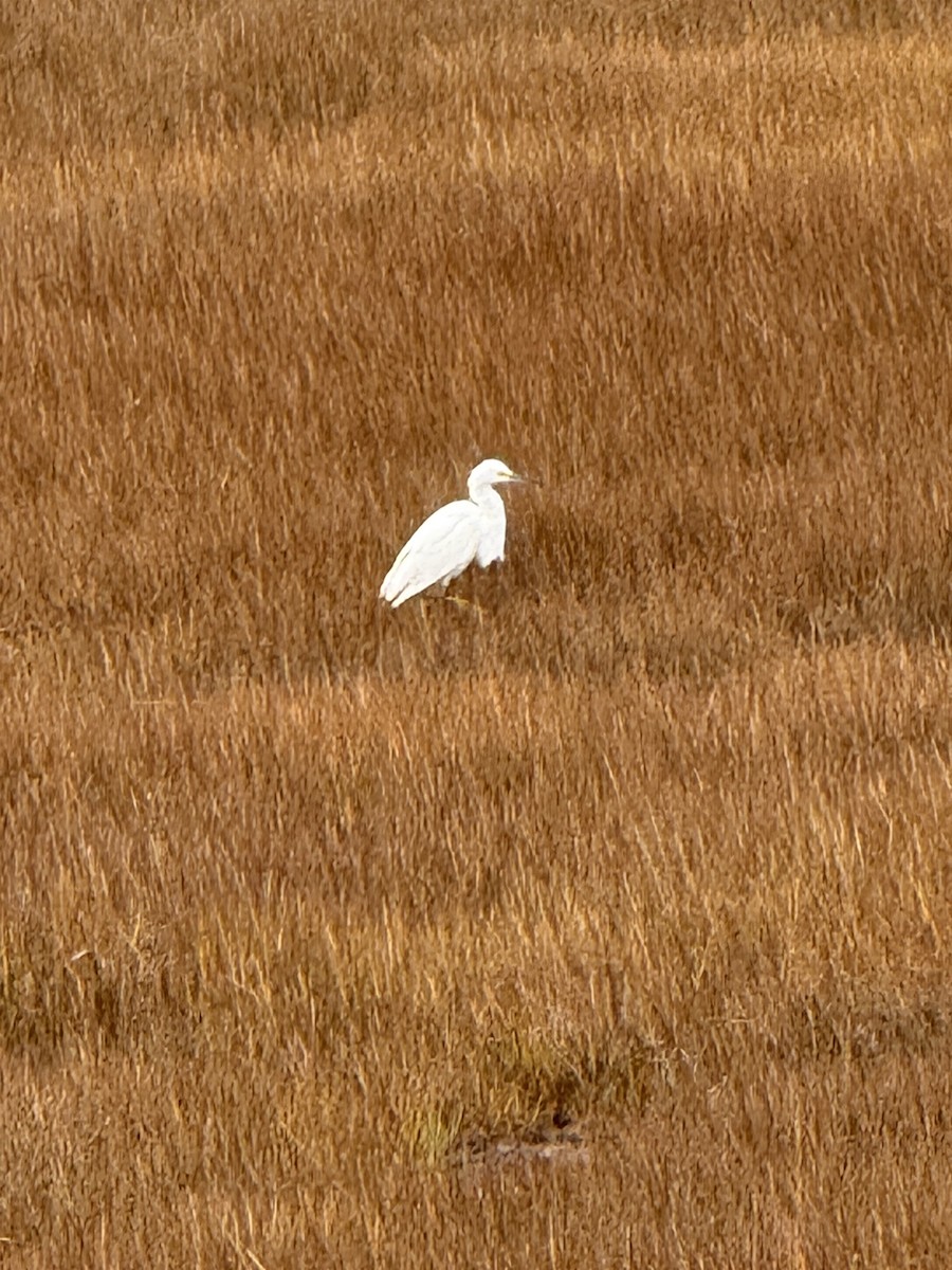Snowy Egret - ML644771571