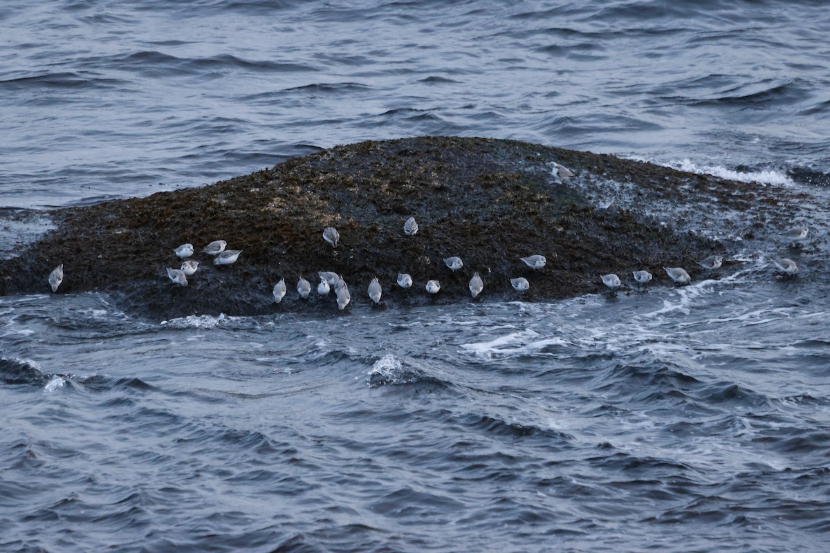 Sanderling - ML644771575