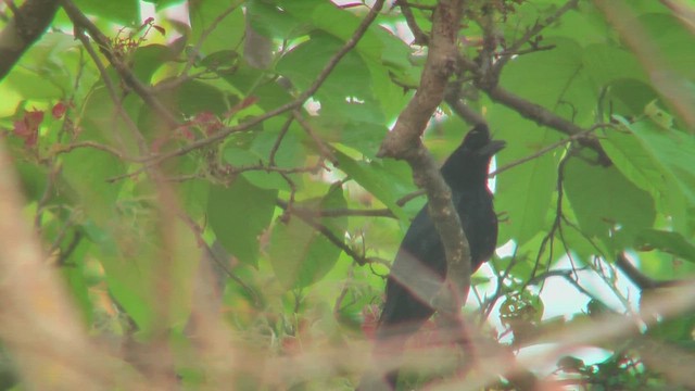 Greater Racket-tailed Drongo - ML644771583