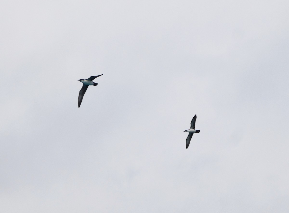 Galapagos Shearwater - ML644771600