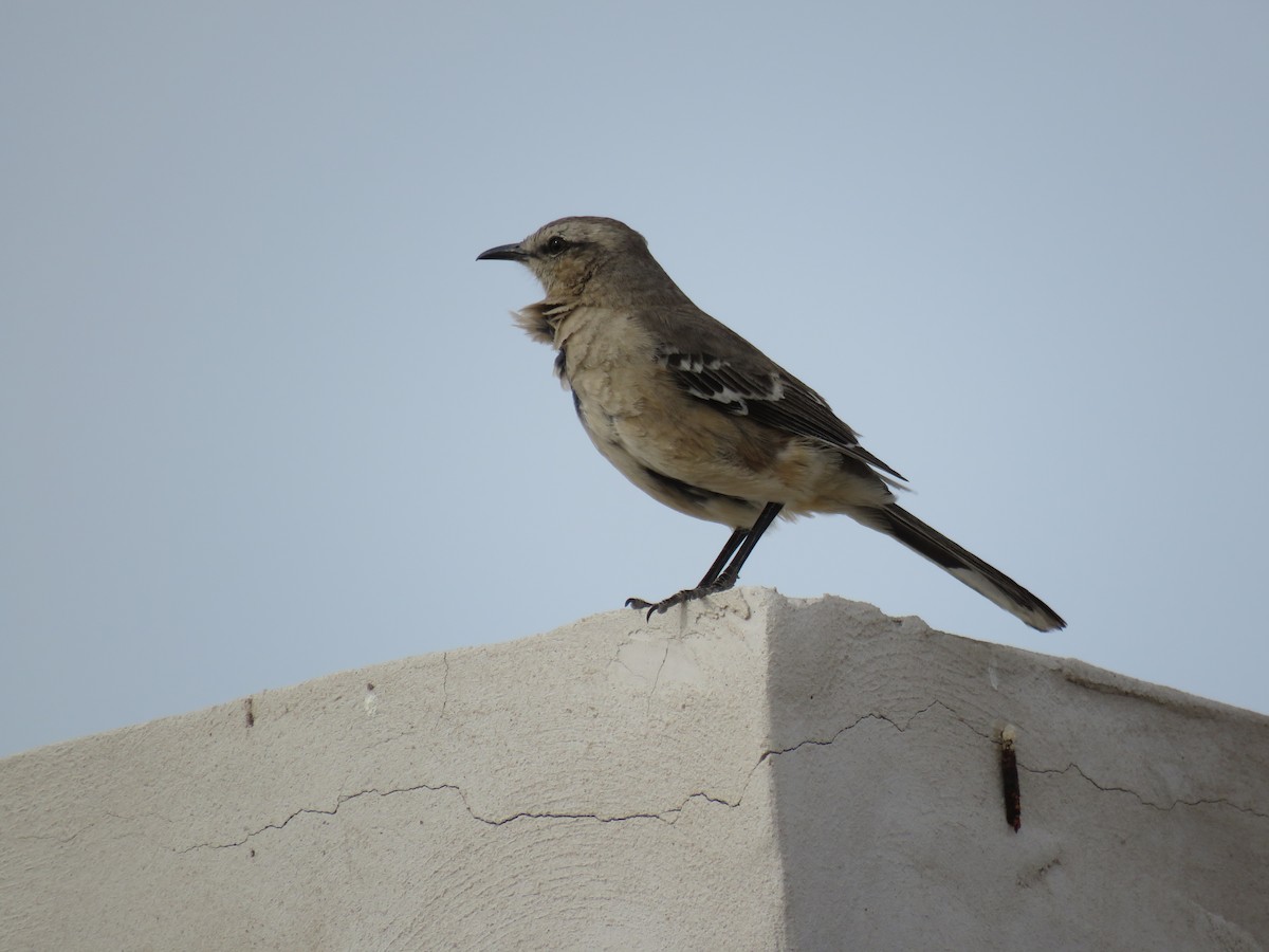 Patagonian Mockingbird - ML644771624