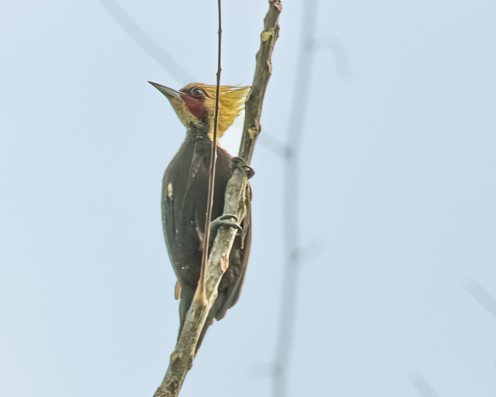 Pale-crested Woodpecker - ML644771646