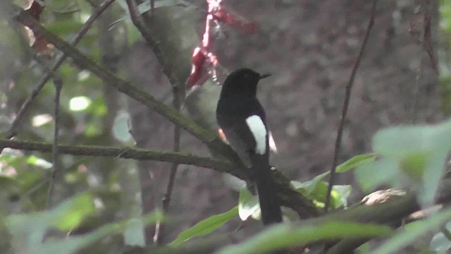 White-rumped Shama - ML644771671