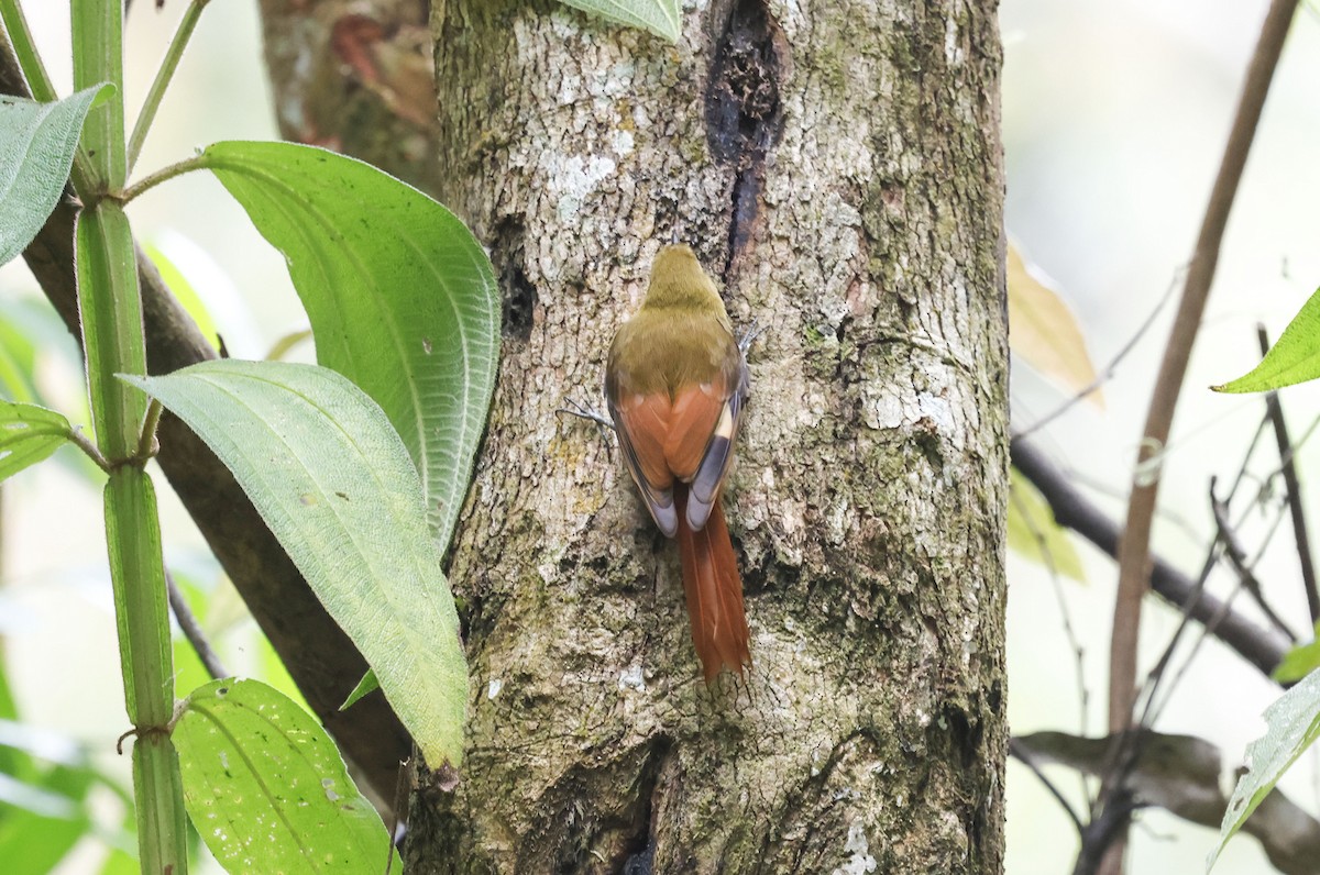 gråhodetreløper (sylviellus/olivaceus) - ML644771696