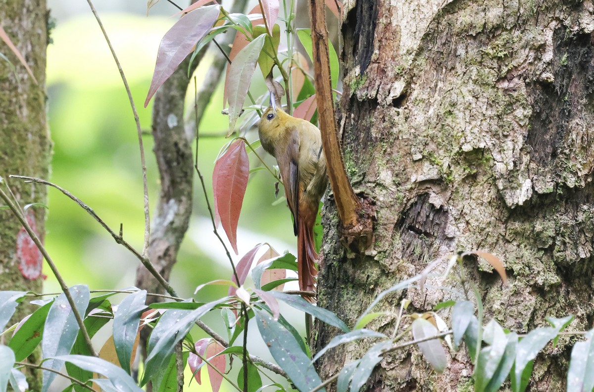 gråhodetreløper (sylviellus/olivaceus) - ML644771697