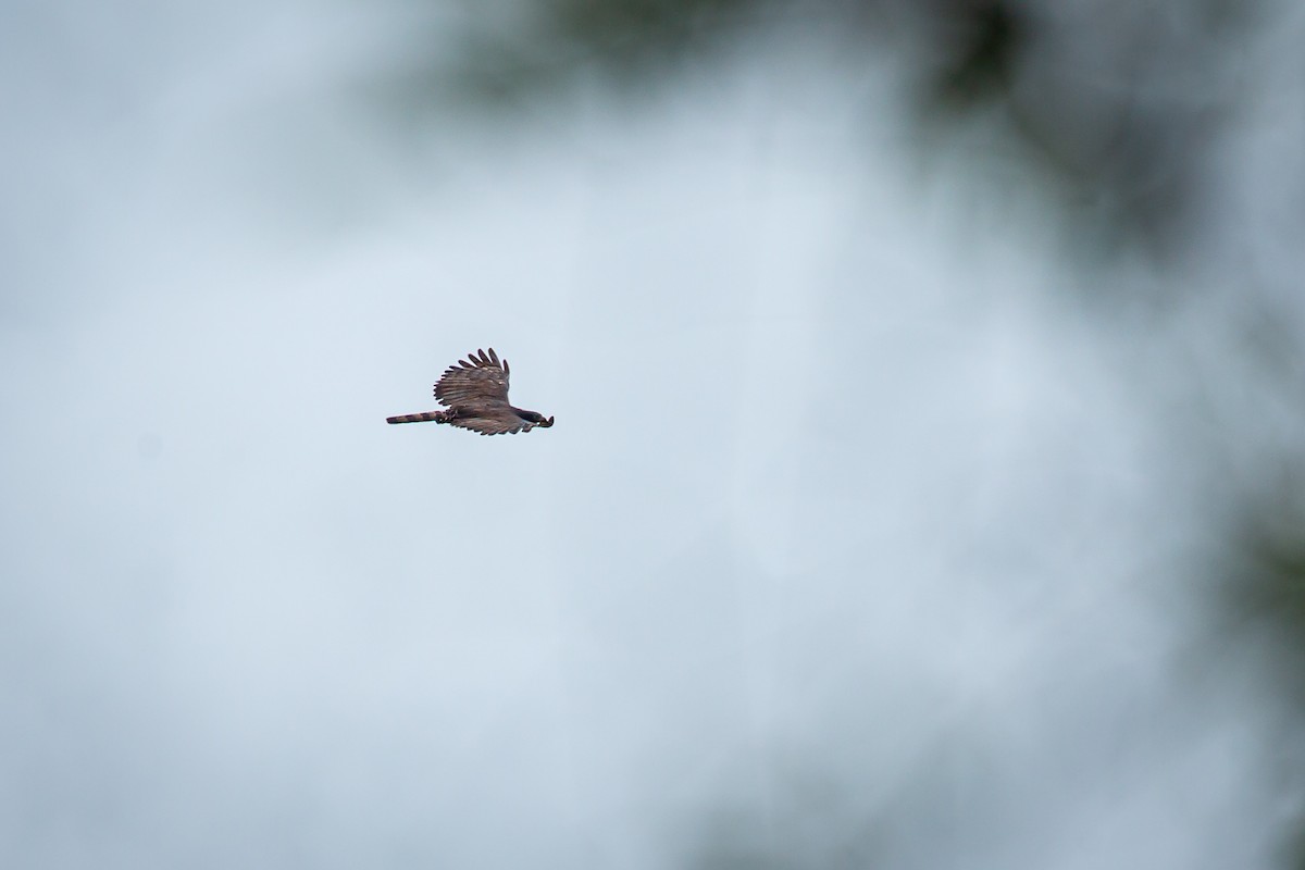 クロクマタカ - ML644771698